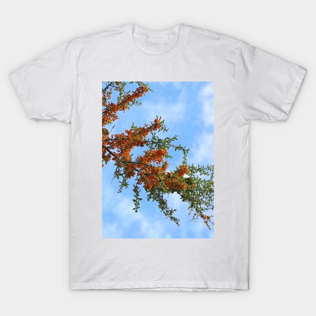 Rowan Tree Branch T-Shirt by pinkal